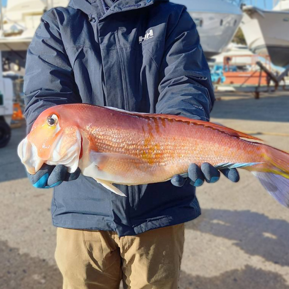 高級魚「アマダイ」を釣りにいこう！