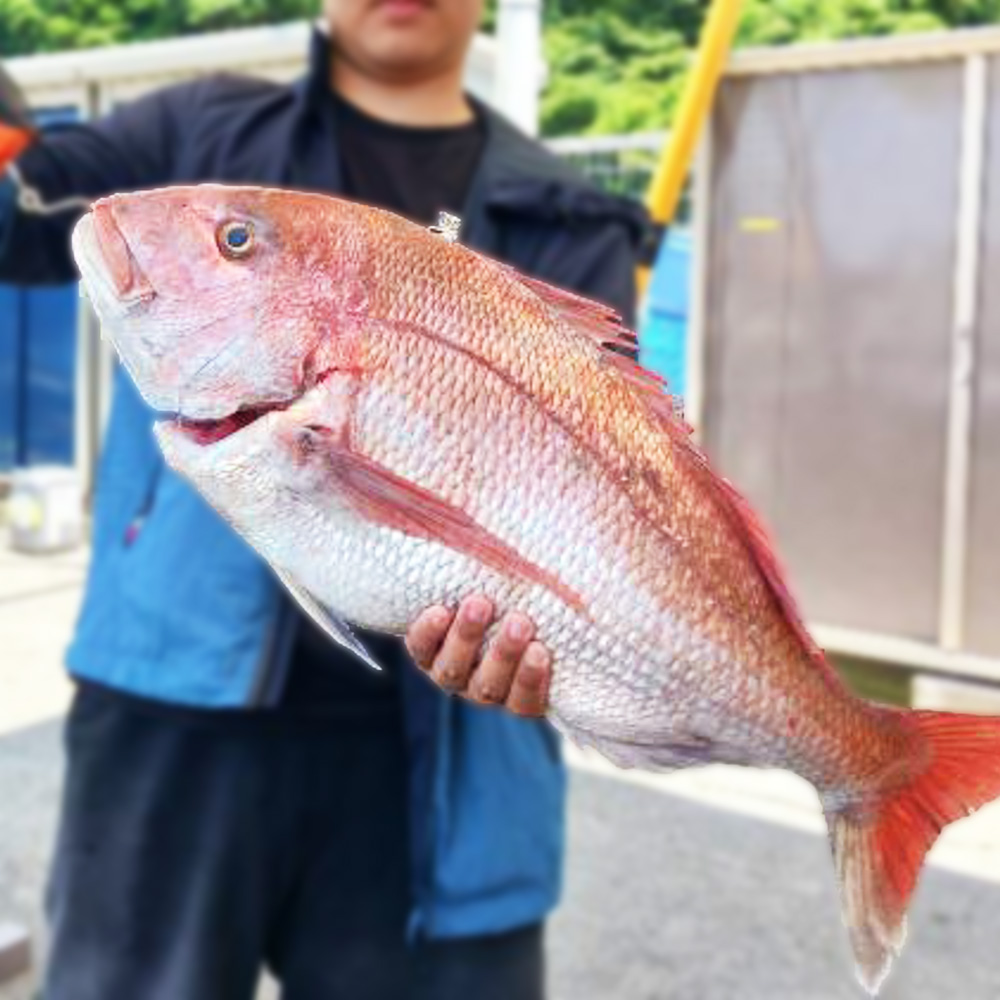 魚の王様「マダイ」釣りプラン